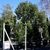 Prunus lusitanica Myrtifolia - image 1