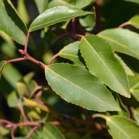 Prunus lusitanica Angustifolia | Order online @ Tendercare