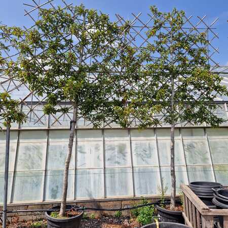 Prunus lusitanica Brenelia