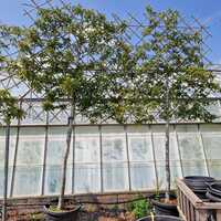 Prunus lusitanica Brenelia