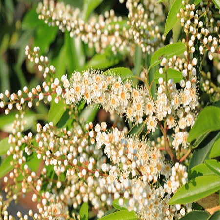 Prunus lusitanica Brenelia - image 2
