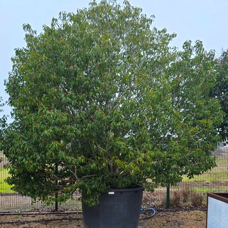 Prunus lusitanica Myrtifolia | Order online @ Tendercare