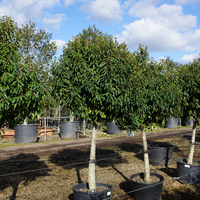 Prunus lusitanica Myrtifolia | Order online @ Tendercare