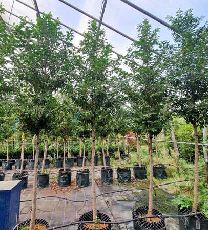 Prunus lusitanica Myrtifolia
