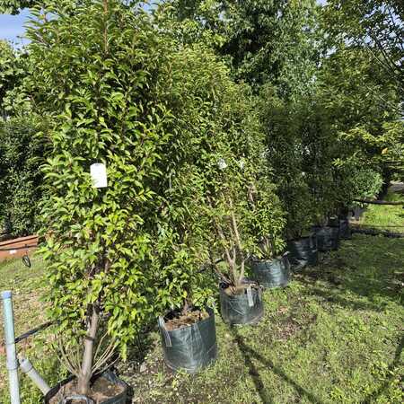 Prunus lusitanica Myrtifolia