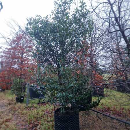 Prunus lusitanica Myrtifolia - image 1