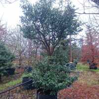 Prunus lusitanica Myrtifolia - image 2