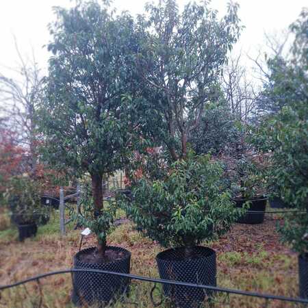 Prunus lusitanica Myrtifolia - image 3