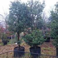 Prunus lusitanica Myrtifolia - image 3