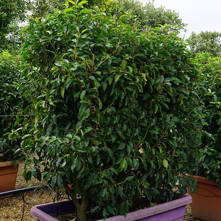 Prunus lusitanica Myrtifolia | Order online @ Tendercare