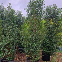 Prunus lusitanica Myrtifolia