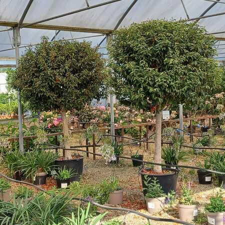 Prunus lusitanica Angustifolia  Order online @ Tendercare
