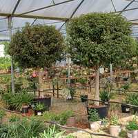 Prunus lusitanica Angustifolia  Order online @ Tendercare