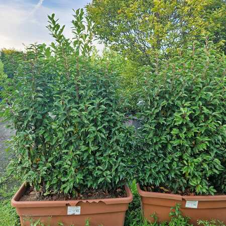 Prunus lusitanica Myrtifolia | Order online @ Tendercare
