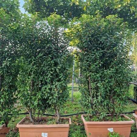 Prunus lusitanica Myrtifolia