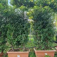Prunus lusitanica Myrtifolia