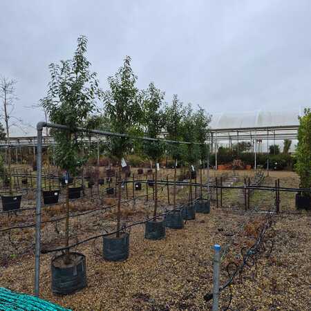 Prunus lusitanica Myrtifolia