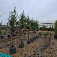 Prunus lusitanica Myrtifolia