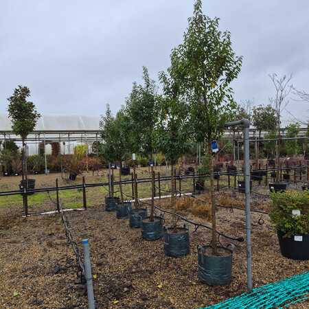 Prunus lusitanica Myrtifolia