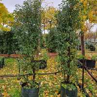 Prunus lusitanica Myrtifolia