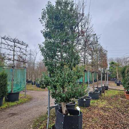 Prunus lusitanica Angustifolia | Order online @ Tendercare