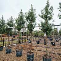 Prunus lusitanica Myrtifolia