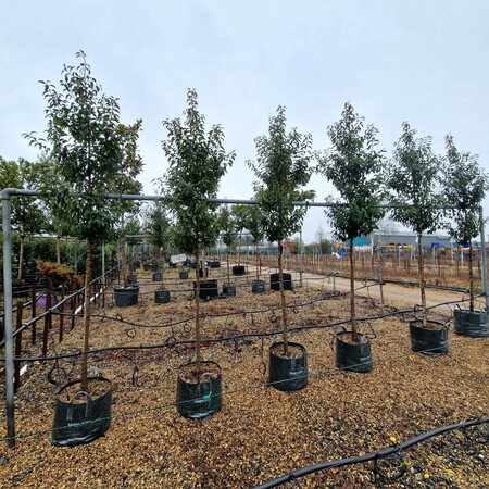 Prunus lusitanica Myrtifolia