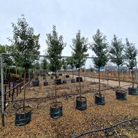 Prunus lusitanica Myrtifolia