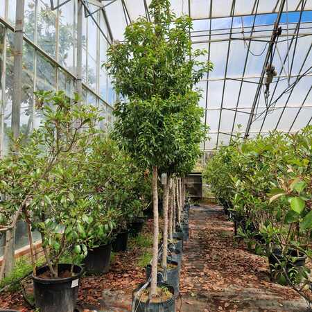 Prunus lusitanica Myrtifolia - image 1