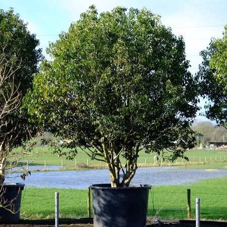 Prunus lusitanica Myrtifolia | Order online @ Tendercare