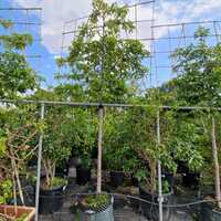 Prunus lusitanica Tico
