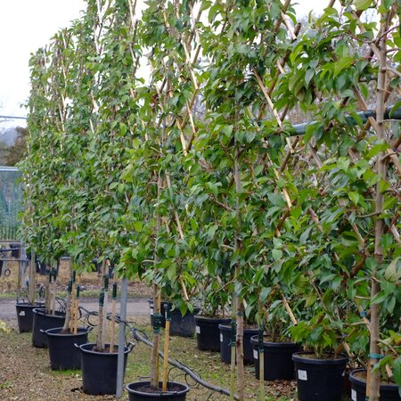 Prunus lusitanica Tico