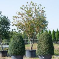 Prunus maackii Amber Beauty