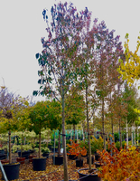 Prunus ser. Sunset Boulevard | Order online @ Tendercare