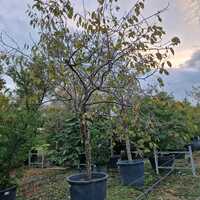 Prunus serrula - image 1