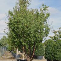 Prunus serrula