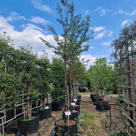 Prunus serrula
