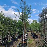 Prunus serrula