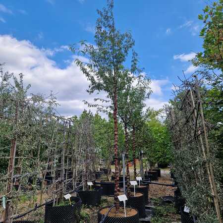 Prunus serrula