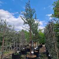 Prunus serrula