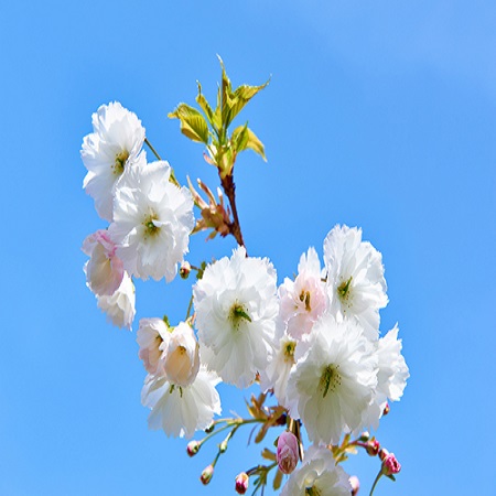Prunus serrula - image 2