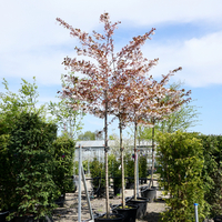 Prunus Shirofugen