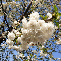 Prunus Shirotae | Order online @ Tendercare