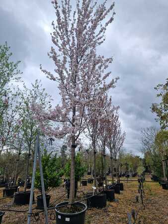 Prunus ser. Sunset Boulevard | Order online @ Tendercare