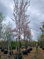 Prunus ser. Sunset Boulevard | Order online @ Tendercare