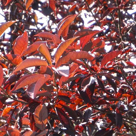 Prunus virginiana Canada Red - image 2