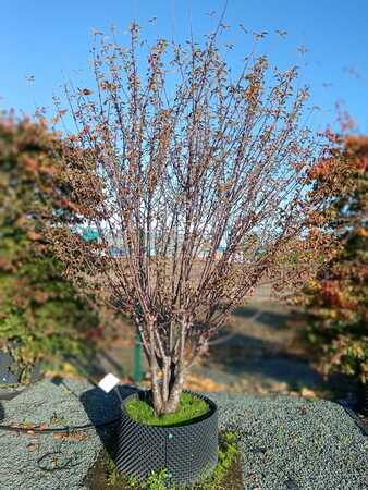 Prunus x gon. Schnee