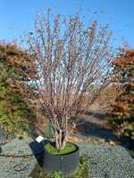 Prunus x gon. Schnee