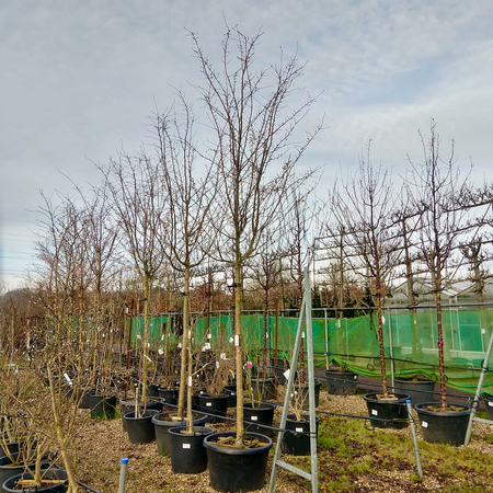 Prunus x sub Autumnalis Rosea | Order online @ Tendercare