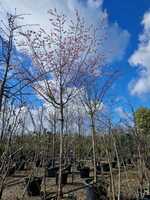 Prunus x sub Autumnalis Rosea | Order online @ Tendercare
